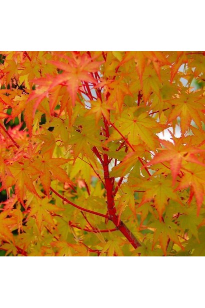 Клен Сангокаку (Acer palmatum 'Sangokaku') с коралловыми ветвями в саду.